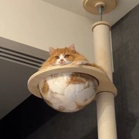 クリアボウルに入る猫