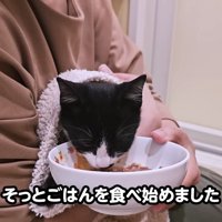 ごはんを食べる猫