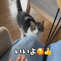 飼い主の膝を見ている猫