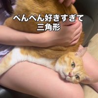 お尻を叩いてもらっている猫