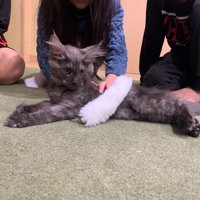 子どもに囲まれる子猫