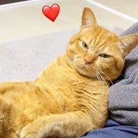 男性の膝の上で目を細める猫