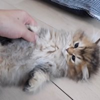 飼い主を見つめる子猫