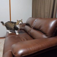 ソファの上