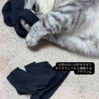 アームカバーに頬ずりする猫