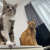 室内にいる猫たち