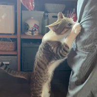 飼い主の脚にしがみつく猫