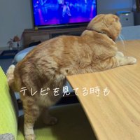 テレビを見る猫