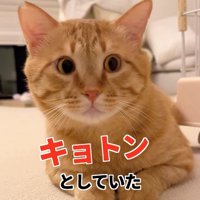 ケージ横で伏せをして画面右側を見ている猫