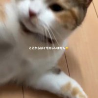 飼い主の指にパンチする猫
