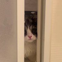 ドアの隙間から見える猫