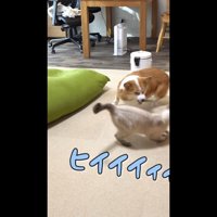 ヒイイイィィ
