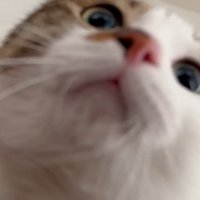 顔を近づける猫