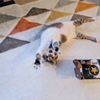 仰向けで伸びる猫