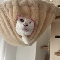 ハンモックから顔を出す猫