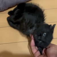 なでられる子猫