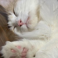 眠っている猫の肉球