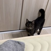 人を見ている猫