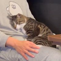 飼い主の膝でくつろぐ猫