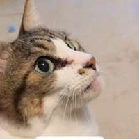 横を向いてあごをつきだしている猫