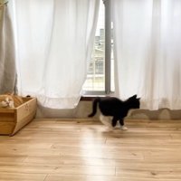 寝ている茶トラ猫と遊んでいる白黒猫2匹