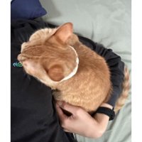 撫でられている猫