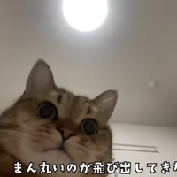 カメラ目線の猫