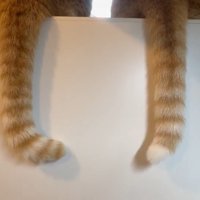 左の子もシッポの先だけプラン