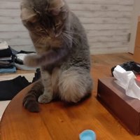 左手を引っ込める猫