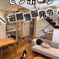 逃げる別の2匹の猫