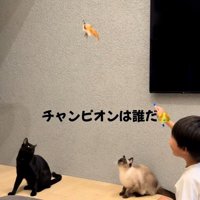 猫じゃらしを持っている子どもと遊んでいる二匹の猫