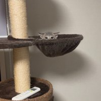 ハンモックから頭を出す猫