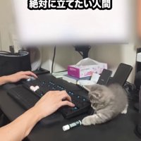 リップクリームを倒す子猫