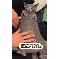 ヘソ天している猫