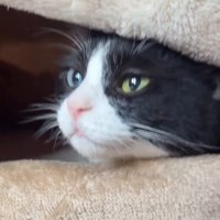 毛布の外を見つめる猫