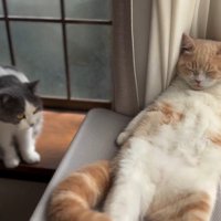 左端から白グレー猫が近づく写真1