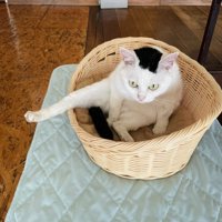 カゴの中で足を伸ばしてくつろぐ白黒猫