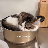 鍋にすっぽり入る猫