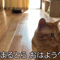 茶トラ猫の後ろにお掃除ロボットが動いている様子