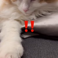 飼い主の手に前足を乗せる猫