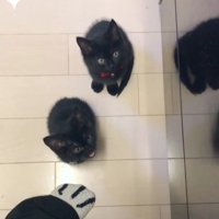 2匹の黒猫