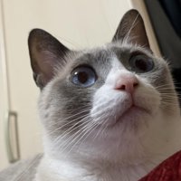 猫の顔