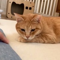 横になる猫