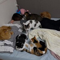 室内にいる猫たち