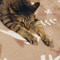 伸びている猫（顔のアップ）