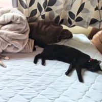 ベッドにいる猫たち