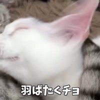 羽ばたくチョ