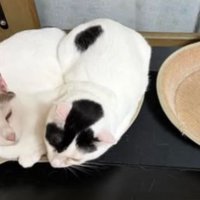 室内にいる猫