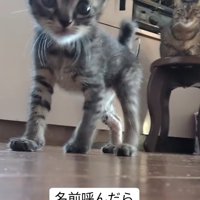 名前を呼ぶとやってくる子猫