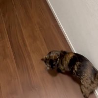 振り向く猫